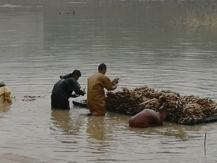 荷花苗种植