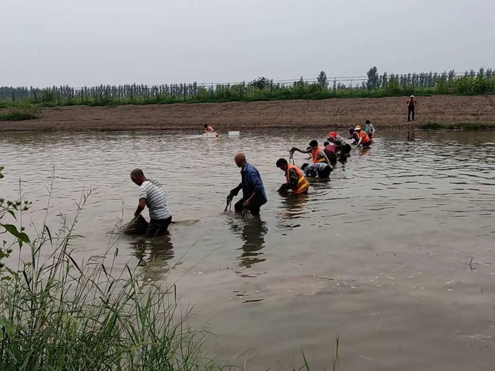 沉水植物种植