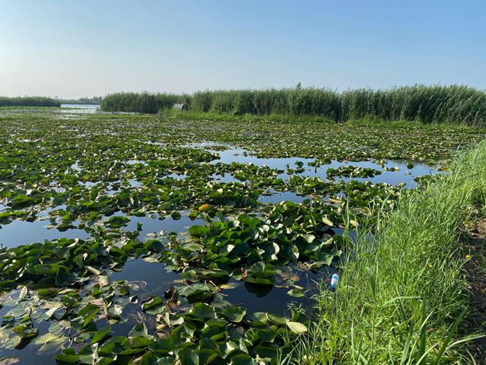 睡莲基地