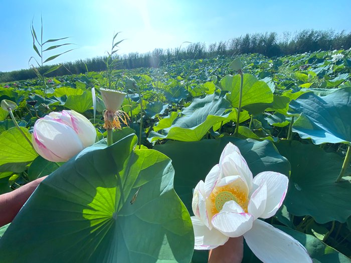 荷花基地